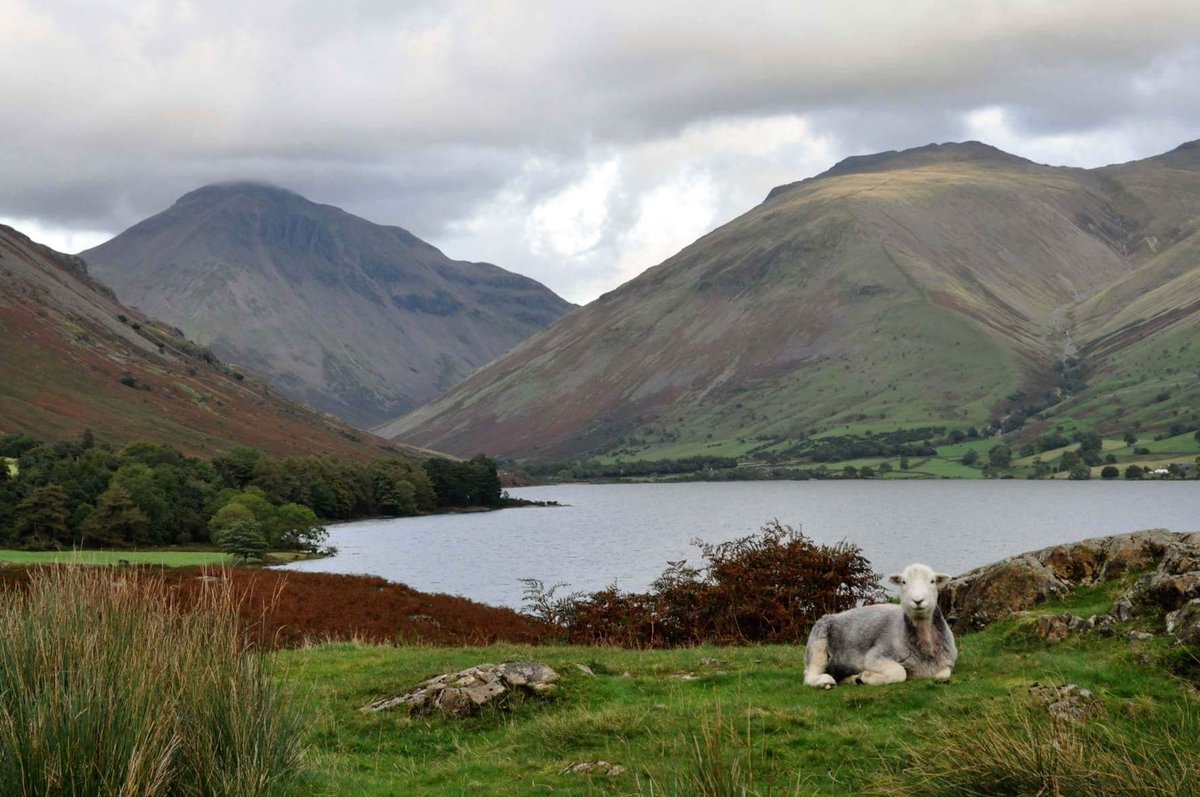 CountryfileMag's tweet photo. Today's #PhotooftheDay is this Herdwick taking a rest at Wasdale Head, #Cumbria by Chris Garner https://t.co/SlcT63lryx