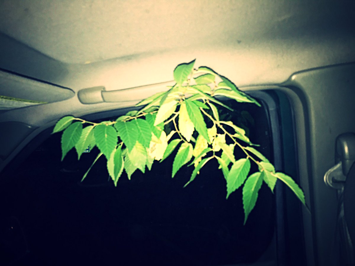 JulieRudnick's tweet photo. Apparently the universe thought I needed to take a little bit of nature into the city with me todayโฆ
#randomblessings #Monday https://t.co/qFLowqncCG