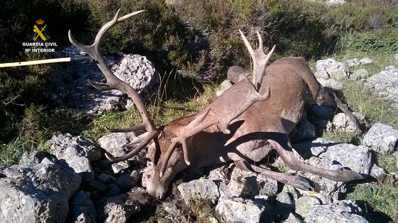 guardiacivil's tweet photo. Ayúdanos a detener a esos furtivos que matan a los animales sin piedad por tener un trofeo más. 
#Denuncia ☎ 062
#YoSiPuedoContarlo https://t.co/JuoIeXF7F6