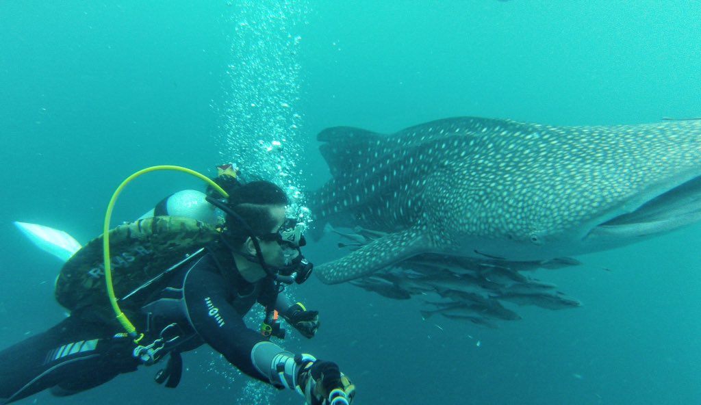 Rikasharsa's tweet photo. Always a great experience to dive again with whalesharks up close & personal. #mtmaderawan #talisayan #
#xdeep https://t.co/kn0KgeMlqc