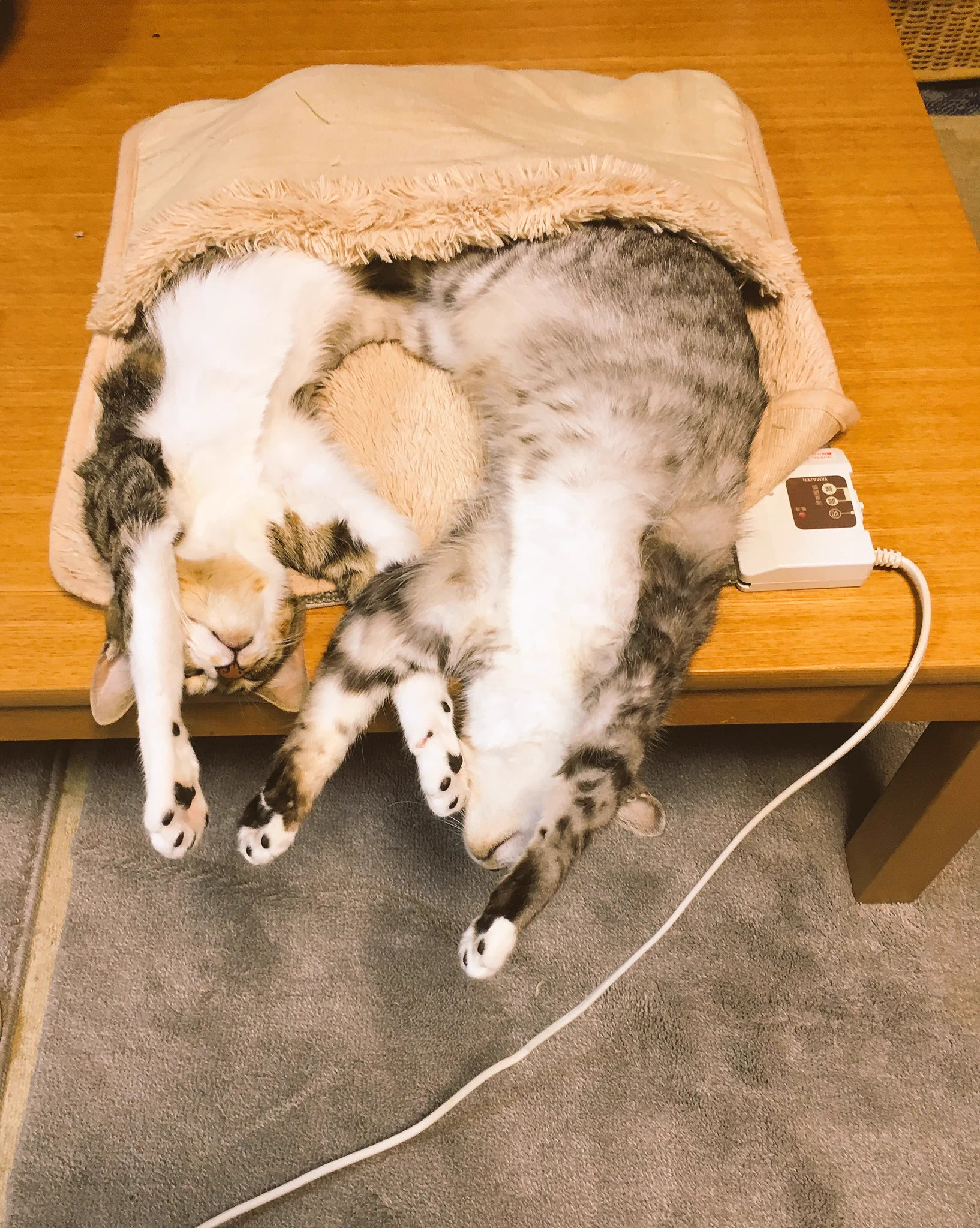 成長した猫が可愛すぎるwwサイズ感がわかる写真で成長を感じるw
