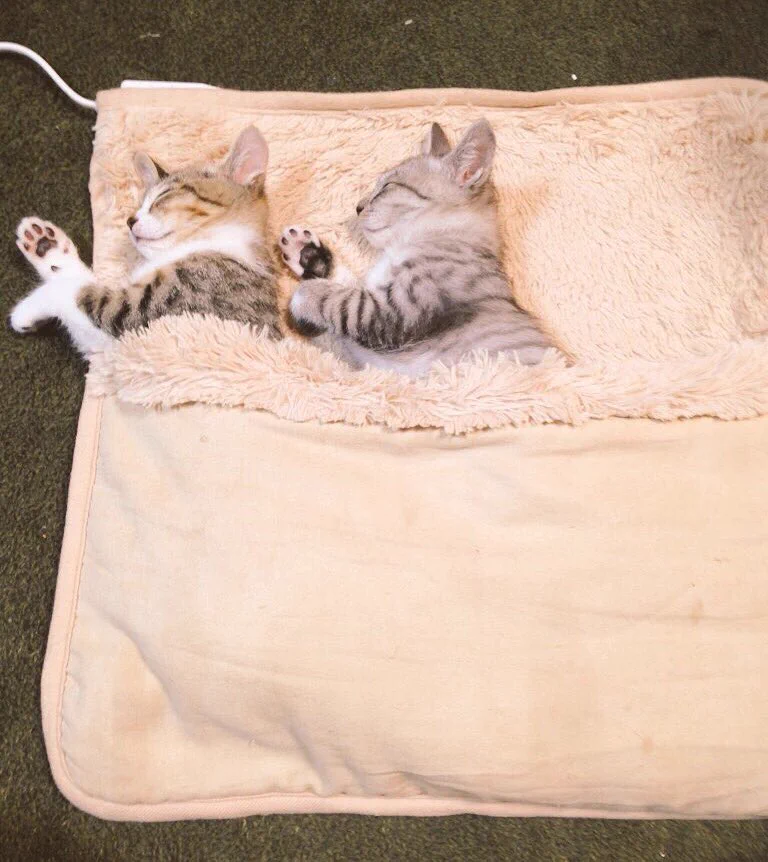 成長した猫が可愛すぎるwwサイズ感がわかる写真で成長を感じるw