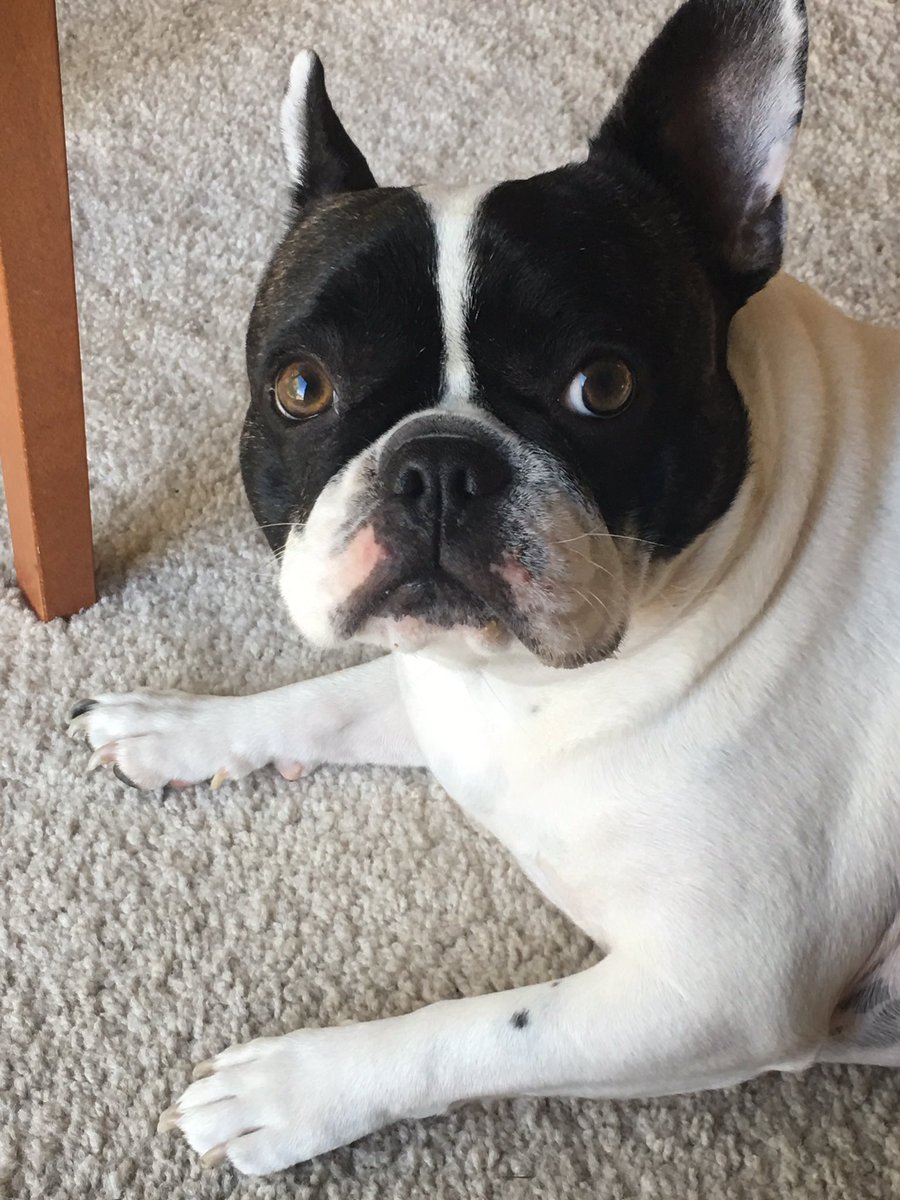 belladafrenchie's tweet photo. Whooo me??? Um no I haven't been rolling in 💩...no I don't need a bath 🛀🏻 #belladafrenchie #frenchbulldog #frenchie #puppysecrets #Lazy https://t.co/BaSbjbg87j