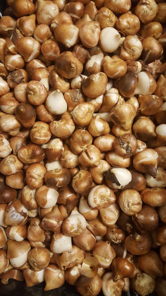 This is what the official #Canada150 tulip bulbs look like before planted. #NorfolkCounty is going to bust wide open in red &amp; wide. #2017