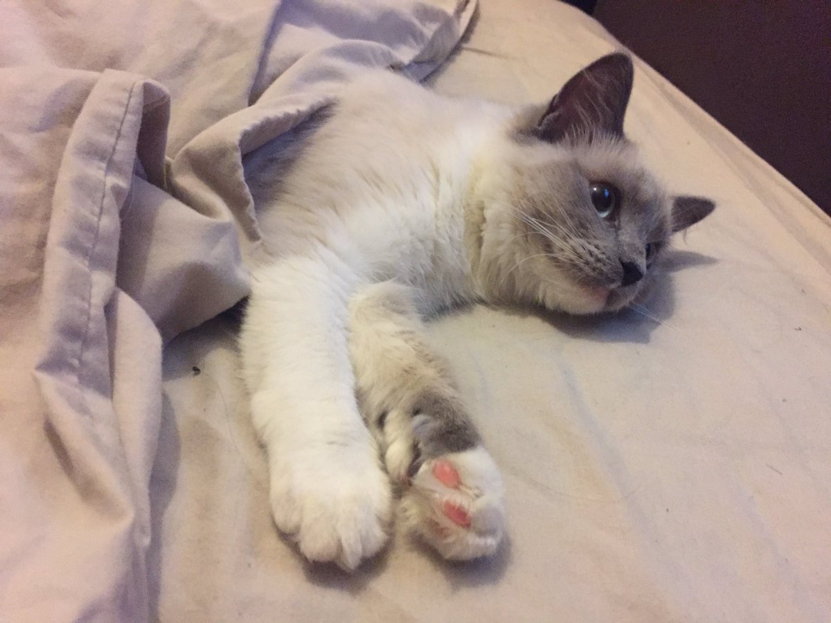 amy_0610's tweet photo. So, she thinks she's sleeping under the cover with me... #catsofinstagram #lazy #bedhogger #comfy #sleepy https://t.co/WTh5huSgVA
