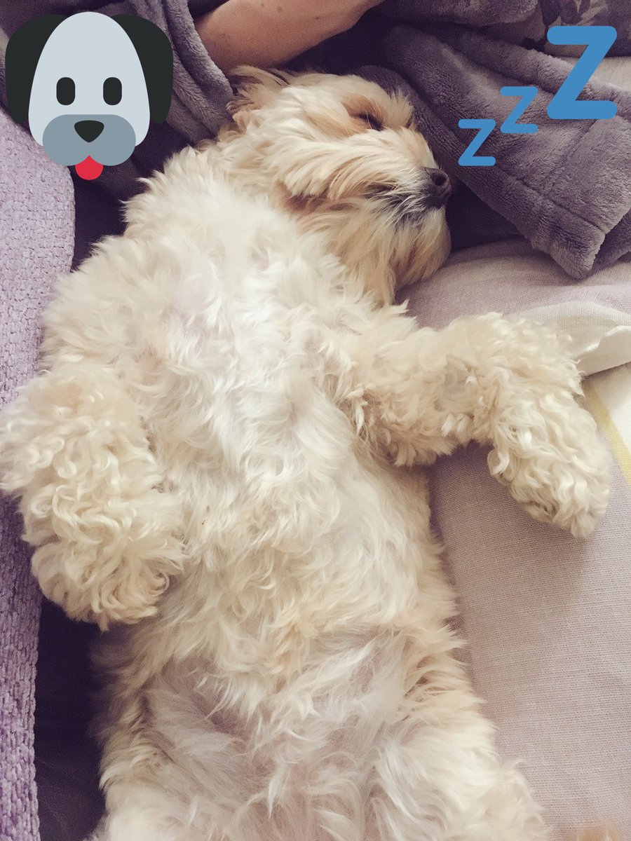 NinaB1984's tweet photo. #cavachon #lazydog #dogsoftwitter #stelladog who needs cutting tomorrow! https://t.co/yDhlkqOhOe