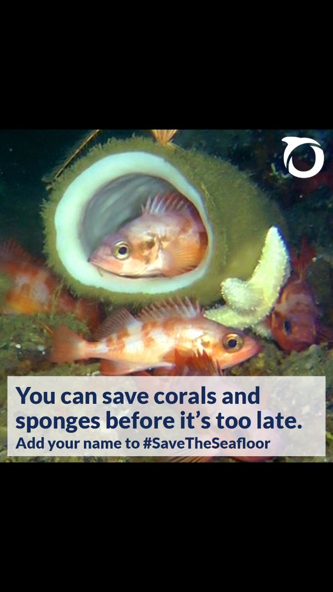 AustinNichols's tweet photo. Today is the deadline to help @Oceana protect the oceans from the seafloor up. Add your voice to #SaveTheSeafloor https://t.co/69gfCJNrfh https://t.co/cxHutugCBN