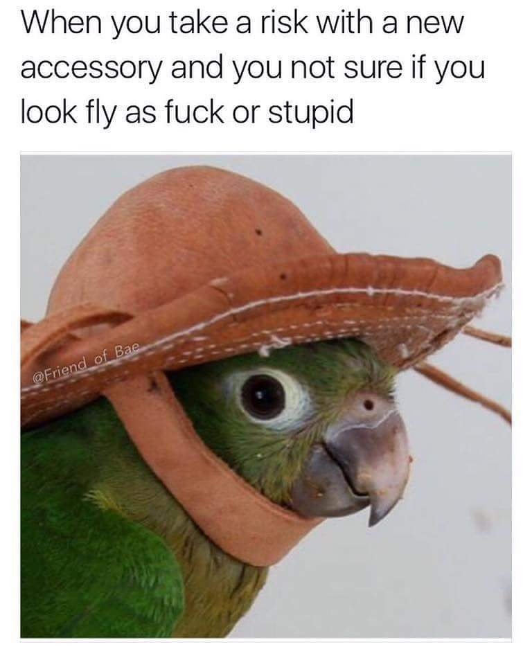 Jesschiswick's tweet photo. Definitely felt like this before!! Personally I think he looks fab in the hat 😂😂 #statement #excusethefrench https://t.co/ftO5kGa6EG