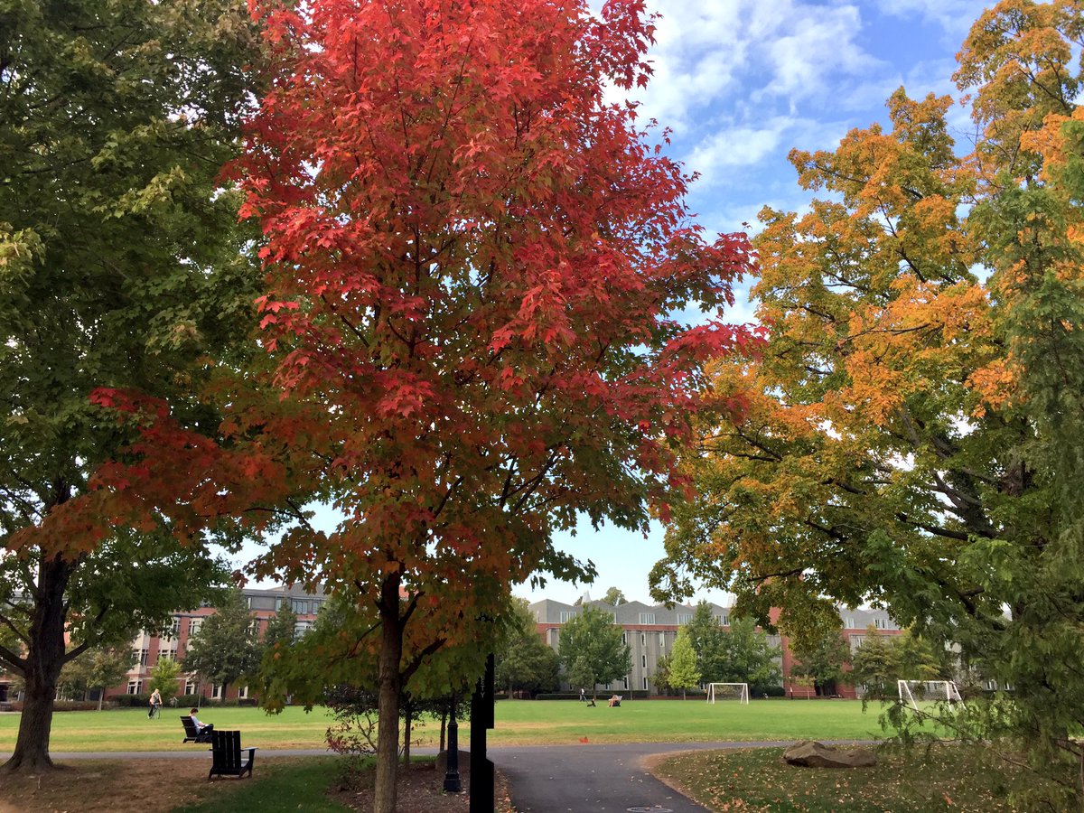 PUSoftball's tweet photo. Fall afternoon at @Princeton #fallisawesome #π https://t.co/8sL6GLqBJF