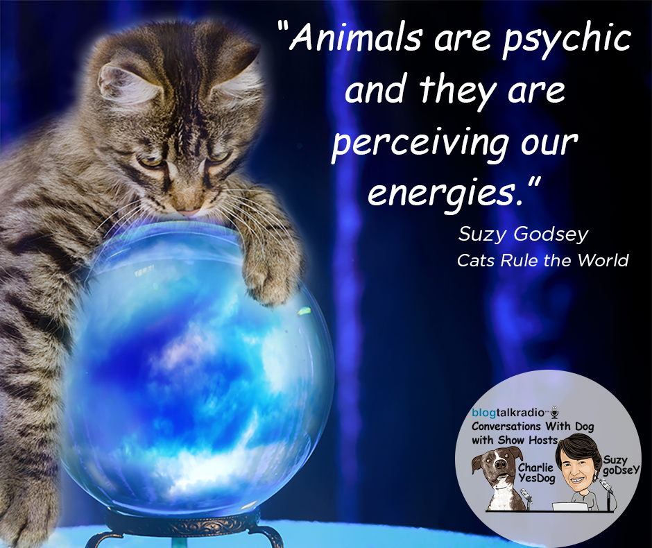 suzygodsey's tweet photo. Animals are psychic and they are perceiving our energies.
https://t.co/CEfrqMpnSX
#cats #dogs #conversationswithdog #psychic https://t.co/2Ymvzly6M3