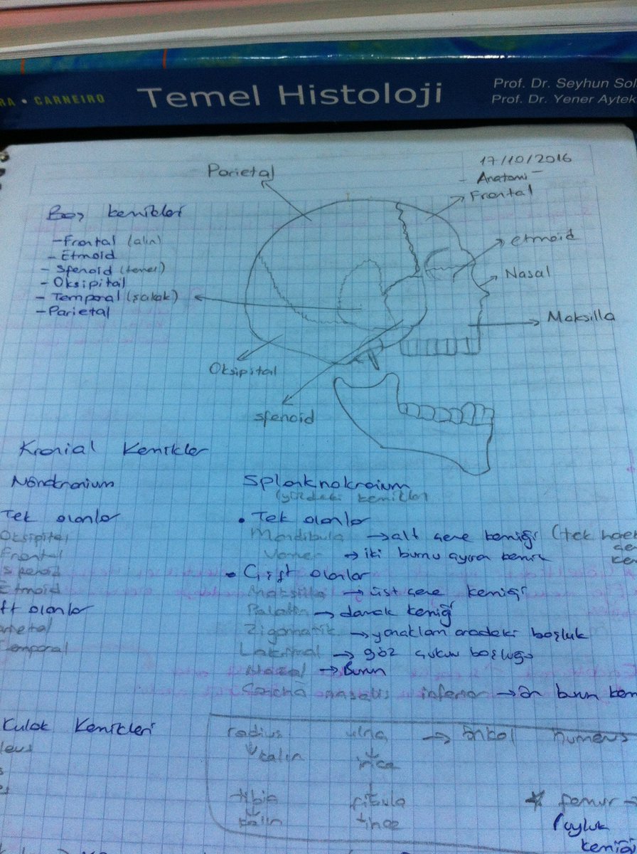sedanur_balim's tweet photo. Bir tıpçı kadar derin görmüyorsunuz denen buymuş,ilk çizim deneyimi 😂💆 #anatomy #cranialbones https://t.co/9kFtEsKSFo