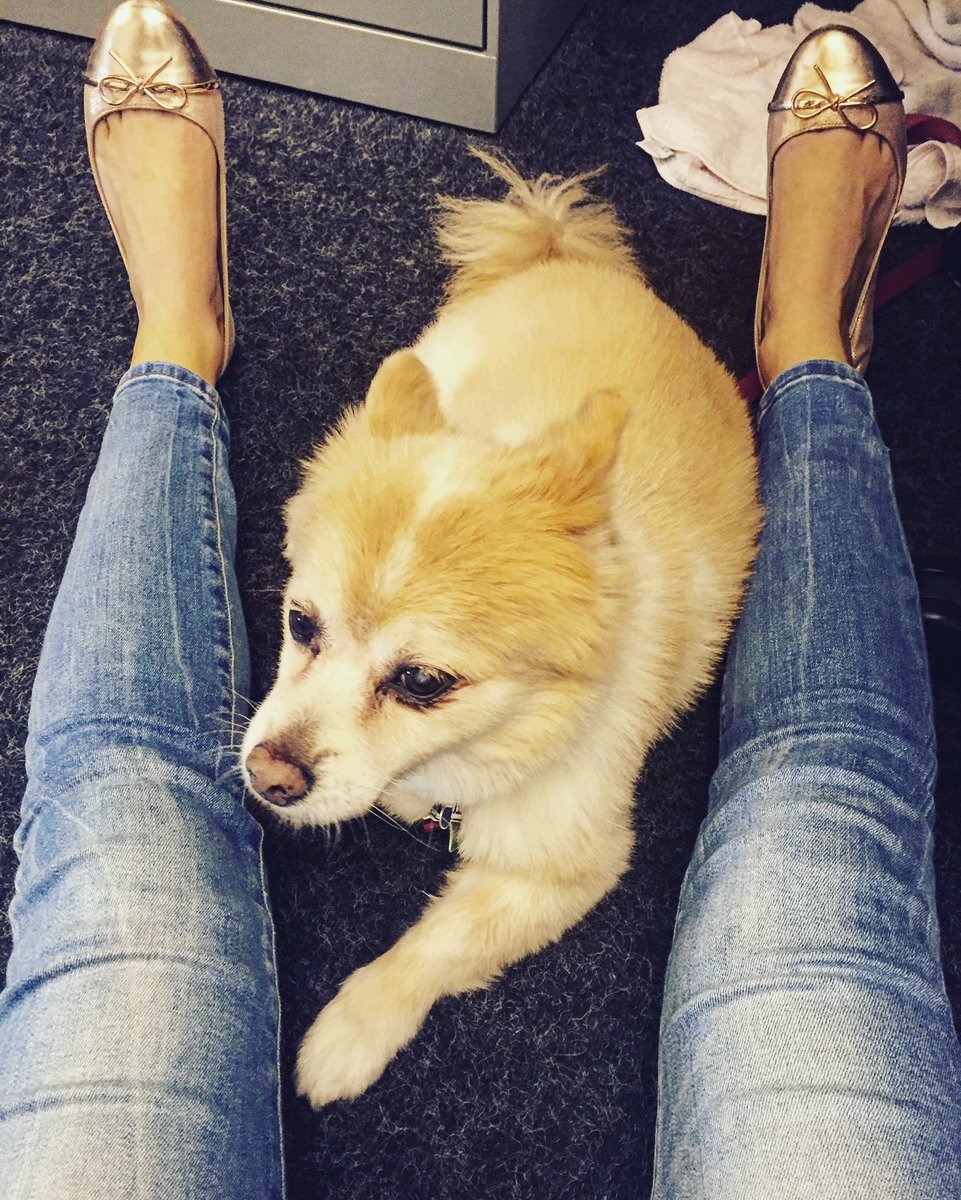 DDB_Health's tweet photo. A puppy a day keeps the Monday blues away! #petfriendlyoffice #aforceforgoodhealth #motivationmondays https://t.co/2xUWuex3Kx