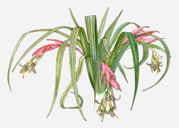 efashionus's tweet photo. #LifeStyle #billbergianutans #friendshipplant Billbergia Nutans: A Handful of Care And Upkeep Pointers for You https://t.co/N7dvWxSXaZ https://t.co/jW8DLweYL6
