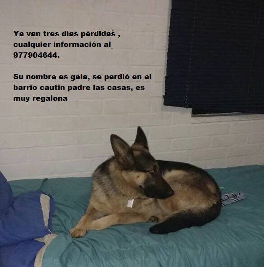 Atención Padre las Casas #Temuco
Perrita perdida
Sector Barrio Cautin
Collar café c/plaquita s/identificación
Esterilizada
Por favor RT