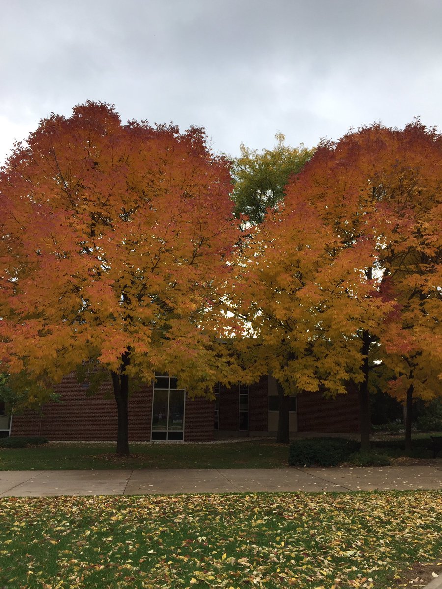 sncsteph23's tweet photo. The trees tell me it's fall but the weather says spring. #confused #snctincan https://t.co/qFpCx8vq8P