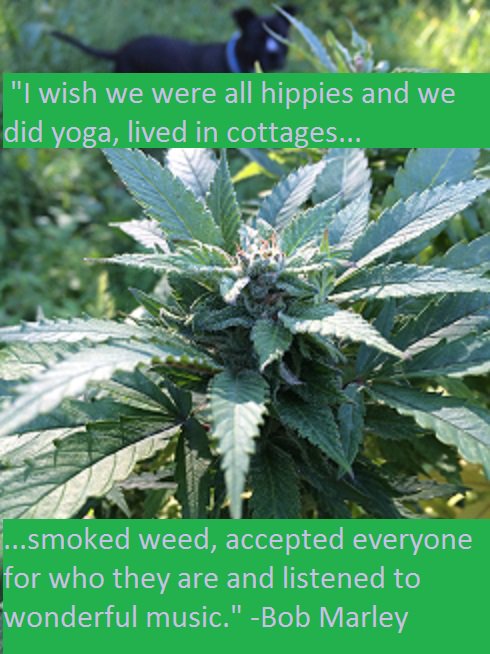 EvolveMarijuana's tweet photo. #cannabis #hippies #cottages #bobmarley https://t.co/JXoQUFMFSL