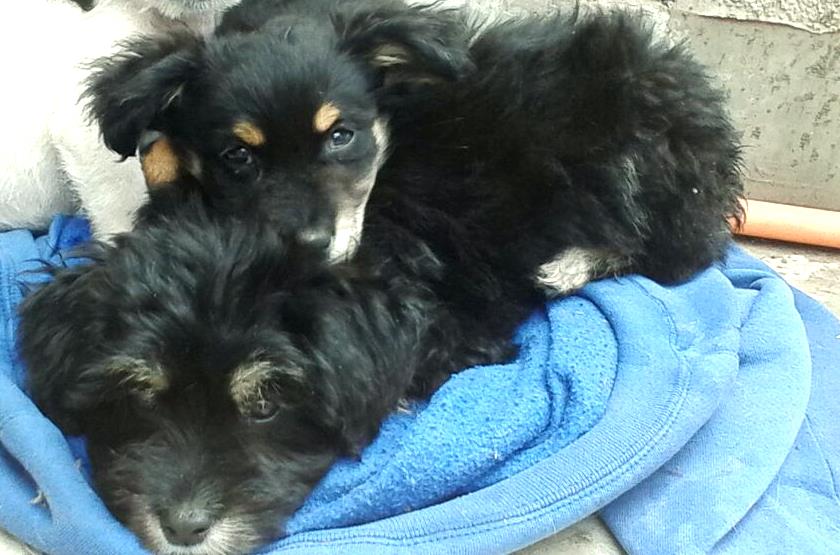 Lindas, simpáticas y con mucho amor para dar. Dales una nueva vida y adóptalas. Más info con Olivia al +56972849901 #eligeadoptar