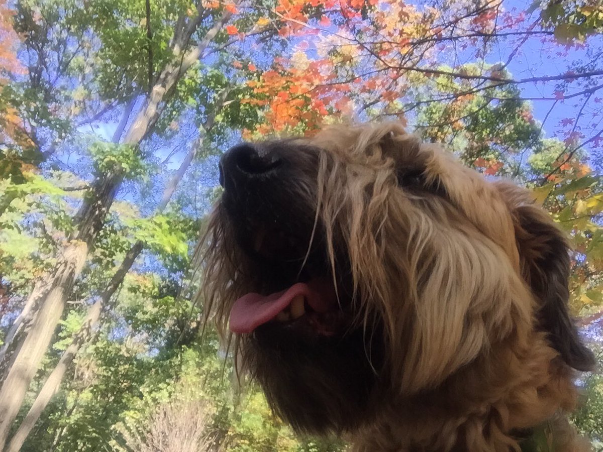 WTBeckham's tweet photo. Happy Birthday to moi! Now, where's the ice cream? #wheatenterrier https://t.co/57vuuATNvt