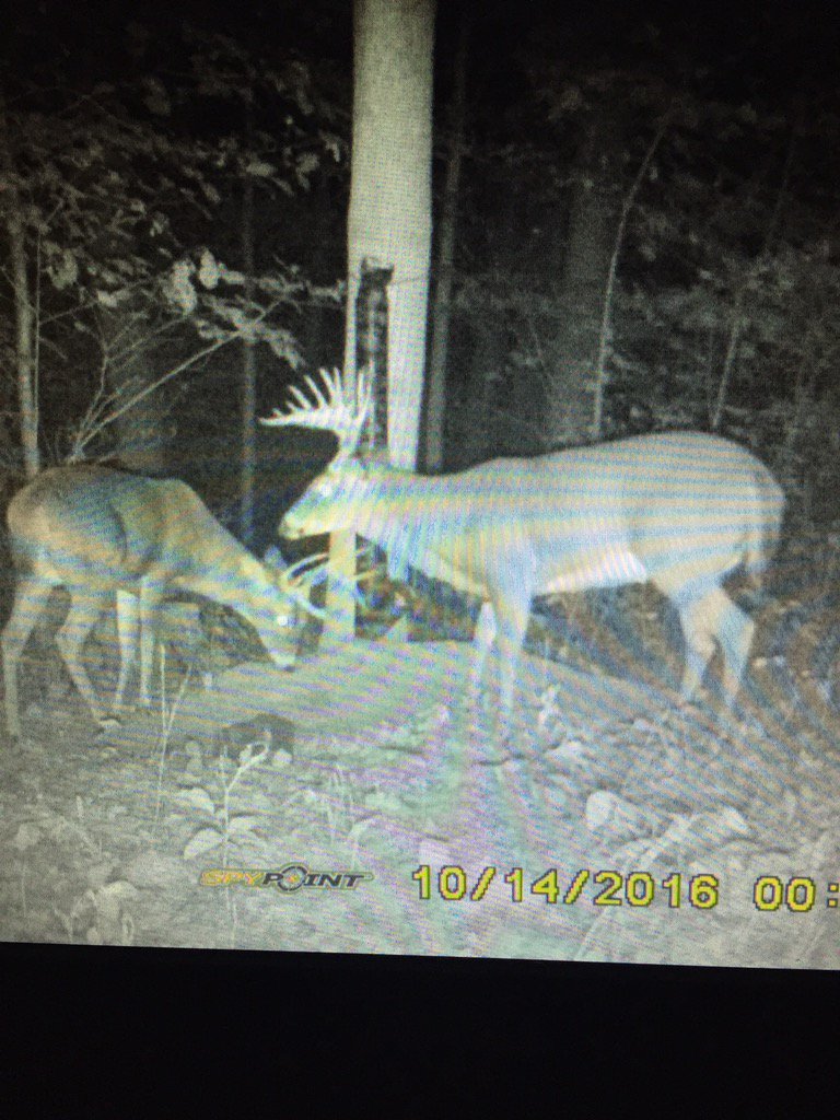 Renzetti_12's tweet photo. @AverageHunter #trailcammonday https://t.co/xFHpCcwkSF