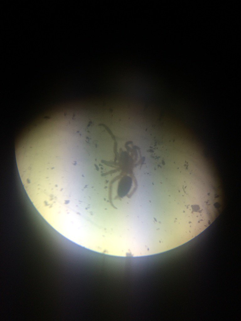 RunSimonXC's tweet photo. Araneae found in #nagelapes today #biodiversitylab 🕷 https://t.co/0sb8Ex284Y