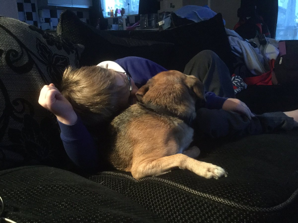 lizzyandoskar's tweet photo. Dog sitting tonight, the boy is in love and doesn't want them to go home tomorrow he fell asleep on one. #mansbestfriend 😊🐶 https://t.co/nSMr0LFYq0
