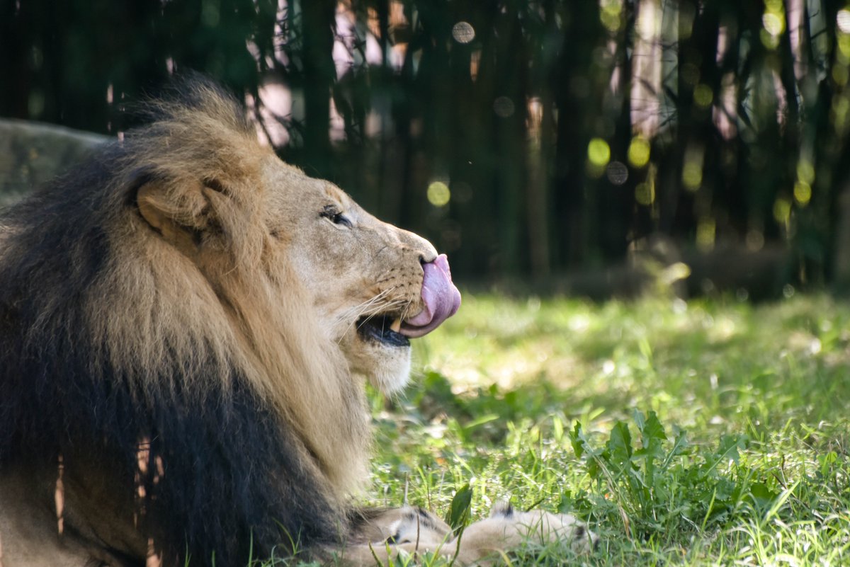 marylandzoo's tweet photo. One of Lions' lesser known skills...touching their nose with their tongue. Bet you can't do that! https://t.co/O5fDxRBoAV