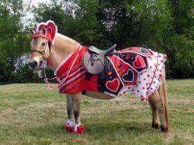 ridingislife's tweet photo. halloween ideas #halloween #costume #equestrian https://t.co/HQGTkVSd3D