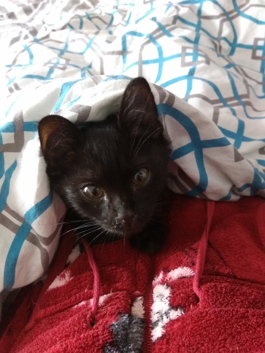 Aquí Maggie de <a href="/LaVozAnimal/">La Voz Animal</a> cuidando de mamá y su constipado. 15 días en casa y ya se ha vuelto la dueña del edredón y la cama. #amorgatuno