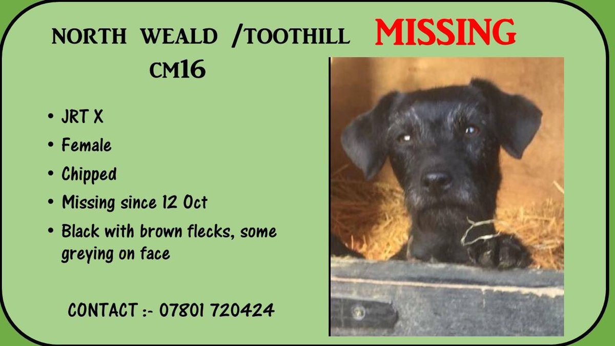 The_Animal_Team's tweet image. #missing JRT cross #Chipped, black with brown flecks some some greying on face. #NorthWeald Toothill CM16 🐾
