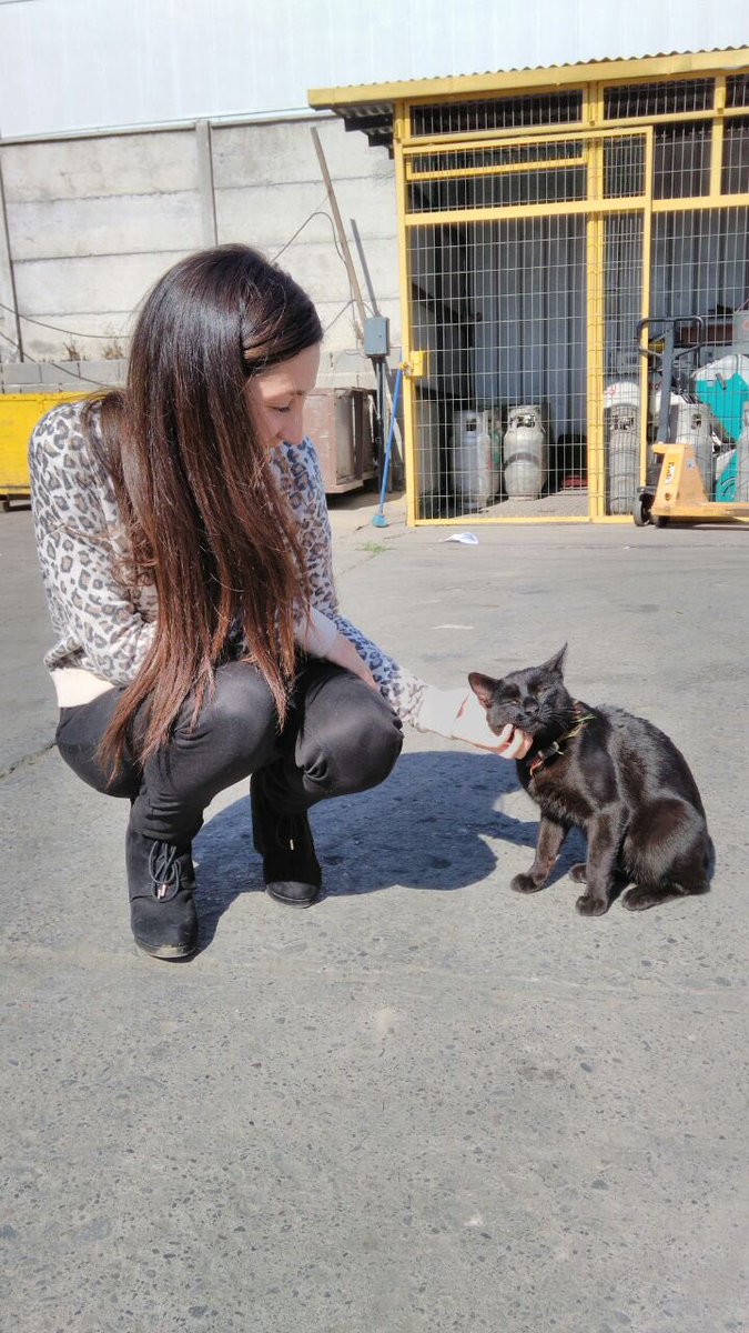 🚨🚨Raúl, castrado, cariñoso, regalón, necesita hogar muy responsable! Contacto M José +56977060152 #Santiago