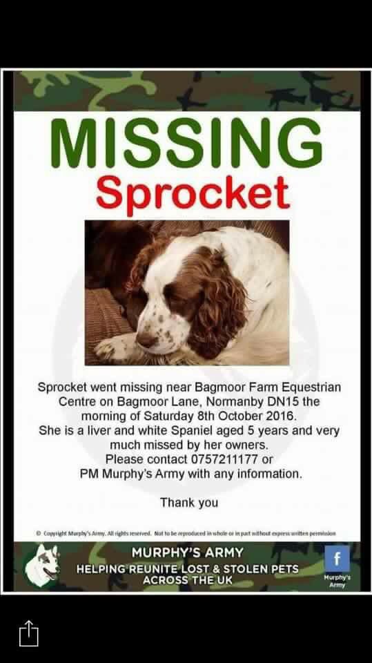 The_Animal_Team's tweet image. #missing Bagmoor lane #normandy DN15 liver &amp;amp; White spaniel 🐾🐾