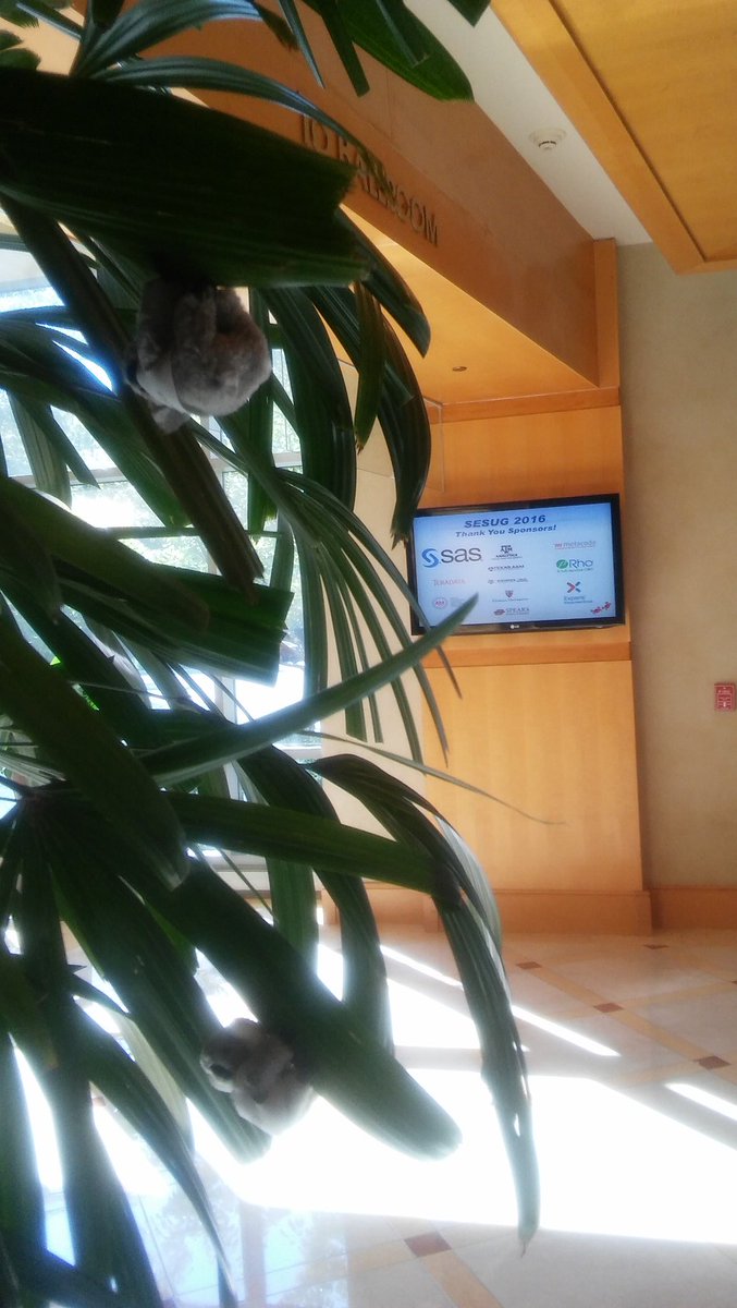 venitadepuy's tweet photo. @metacoda koalas... Feeling at home at #SESUG2016 @SESUG1 https://t.co/Ibs2dzffrU