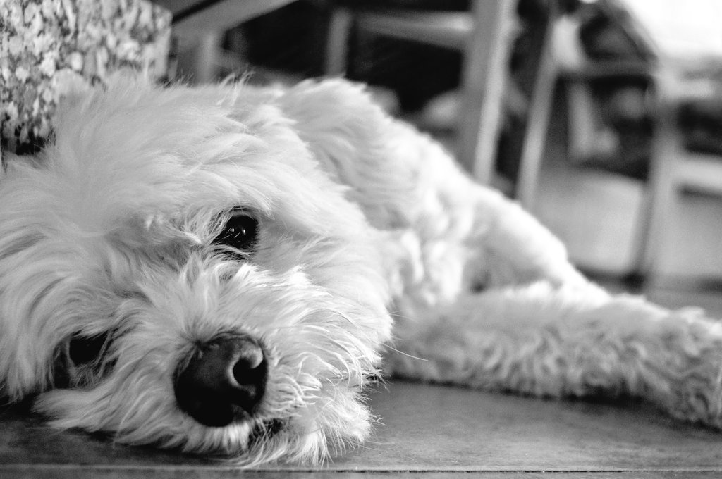 sienefs's tweet photo. Serás el mejor perro del reino de los cielos, como lo has sido del reino de mi casa.
Te ganaste mi corazón.
Te llevas contigo un poco de mi. https://t.co/vC3q65WTgF