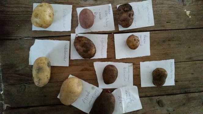 Welke aardappel komt in de #ArkvdSmaak?  Na proeven in Veenhuizen allemaal! <a href="/SlowfoodNL/">Slow Food Nederland</a>