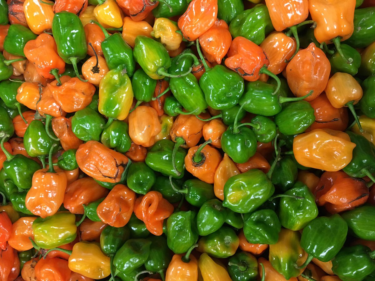 ThePinesTav's tweet photo. Fresh Haberno Peppers from the farm! #hotpeppers https://t.co/v6MFENCTHj