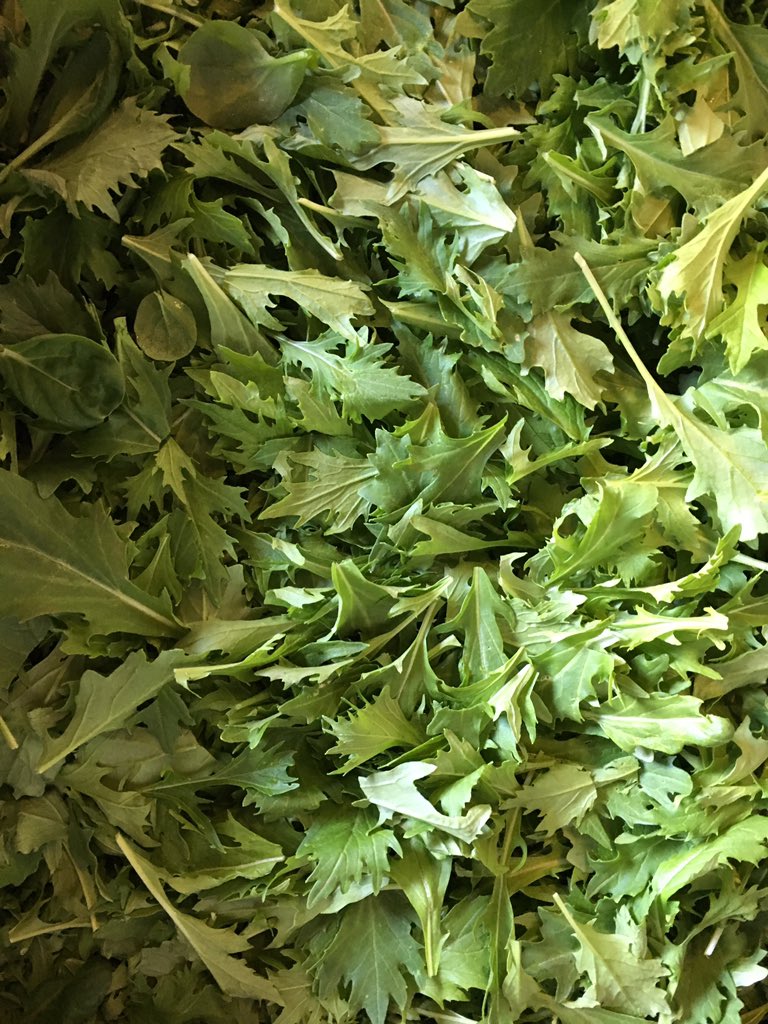 ScarboroughFarm's tweet photo. #ScarboroughFarms #LocallyGrown #gotgreens #tasty https://t.co/XCVqdSeVsP