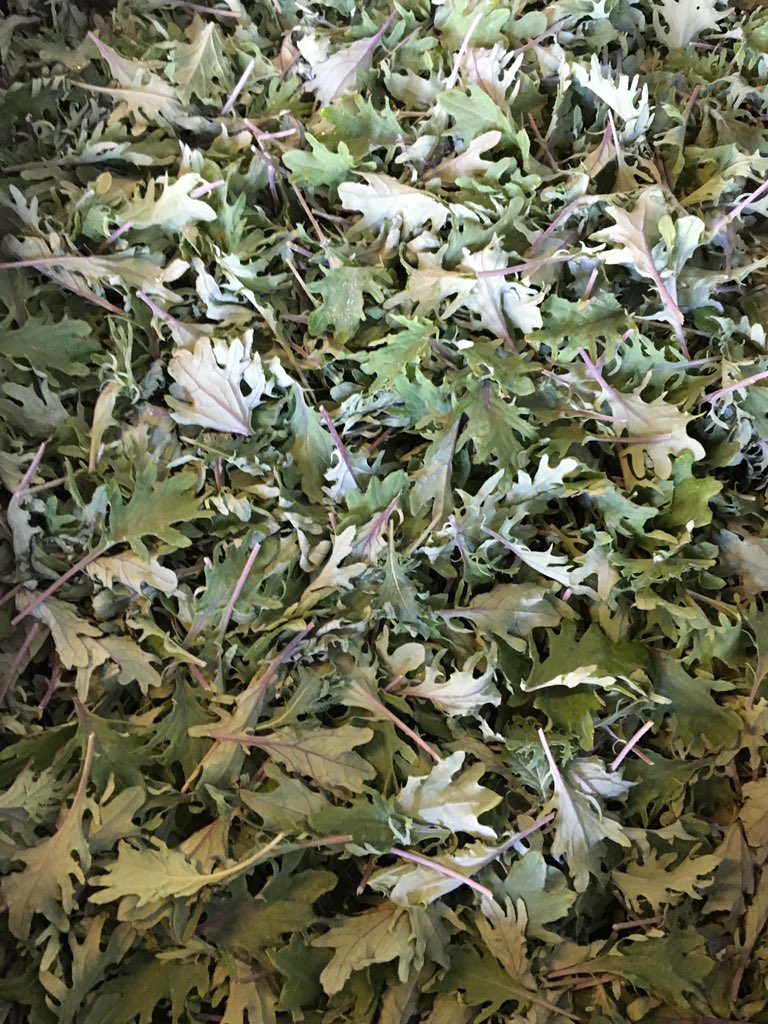 ScarboroughFarm's tweet photo. #ScarboroughFarms #LocallyGrown #gotgreens #tasty https://t.co/XCVqdSeVsP