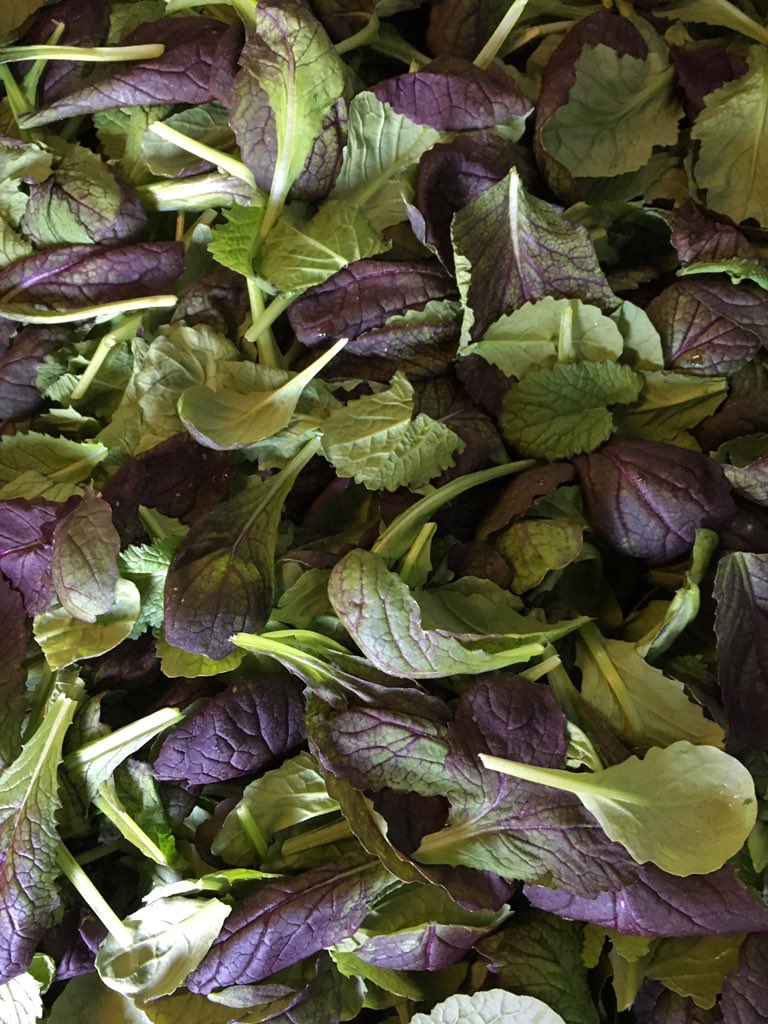 ScarboroughFarm's tweet photo. #ScarboroughFarms #LocallyGrown #gotgreens #tasty https://t.co/XCVqdSeVsP