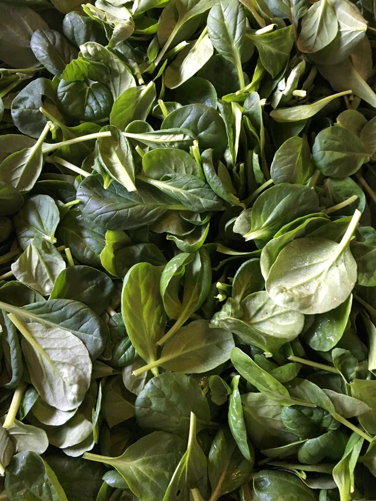 ScarboroughFarm's tweet photo. #ScarboroughFarms #LocallyGrown #gotgreens #tasty https://t.co/XCVqdSeVsP