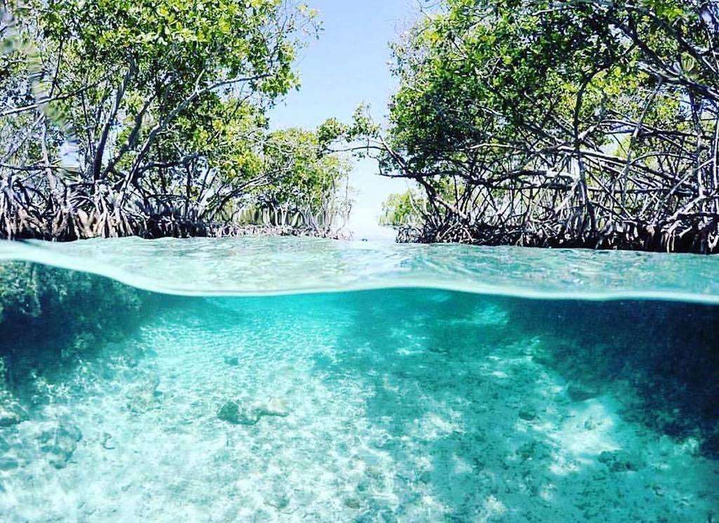 Cayo Caracoles
✅ Lajas, Puerto Rico
📸 @yek_rivera
👥 Tag #Tiratepr
👻 Snapchat: Tiratepr
Llévate Tu Basura
#caracoles…