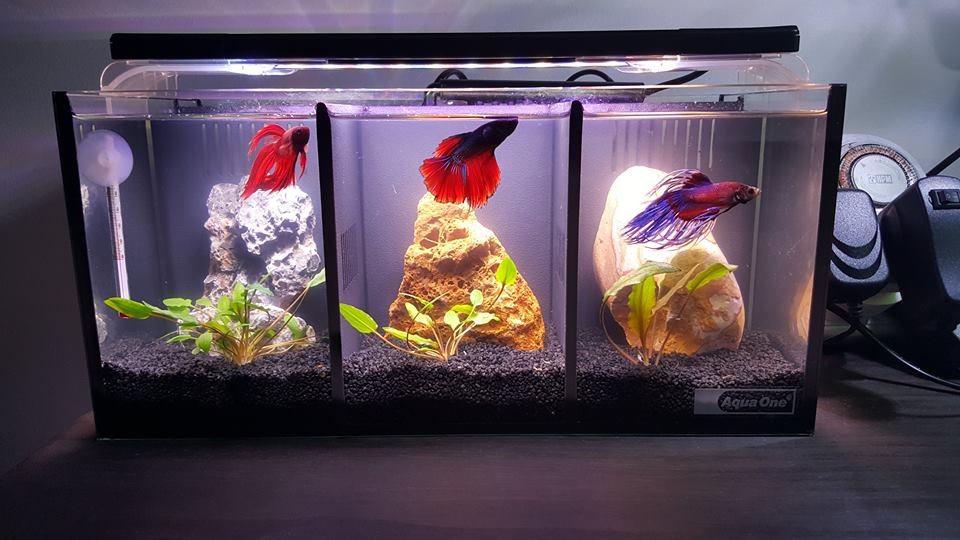 Аквариум Box Betta 1.3. Аквариум для петушков. Аквариум с петушками. Аквариум для рыбок петушков. Нужен ли рыбам. Аквариум Box Betta 1.3. Аквариум для петушков. Аквариум с петушками. Аквариум для рыбок петушков.