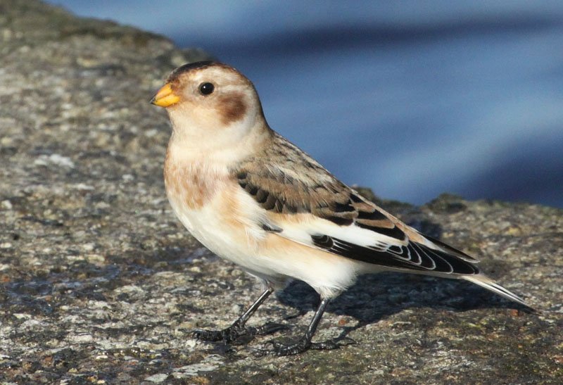 Sniedze uz Daugavgrīvas mola. Vistālāk ziemeļos ligzdojošais zvirbuļveidīgais putns./First Snow Buntings are arriving to Latvia.