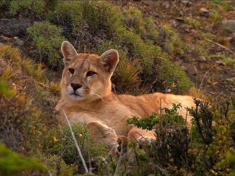NatGeoAnimals's tweet image. There&apos;s a reason pumas are part of the big cat clan - these felines are the 2nd heaviest cats in the Western Hemisphere! #UltimatePredator