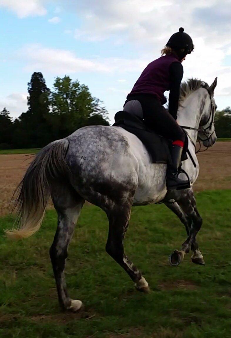 emilypetts's tweet photo. Looks good when he isn't trying to buck me off 🙈#pointtopointer #gopointing https://t.co/ttoY1snprm