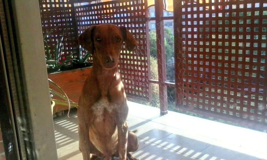 celiact98's tweet photo. He encontrado este perro abandonado y no puedo tenerlo en mi piso. Busco dueño urgentemente. Tiene unos 6 meses. Por favor, difundenlo. https://t.co/Vw9f6hIgke