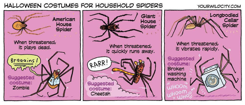 YourWildCity's tweet photo. Do the spiders in your house need some Halloween help? https://t.co/lYPhR6SkGA