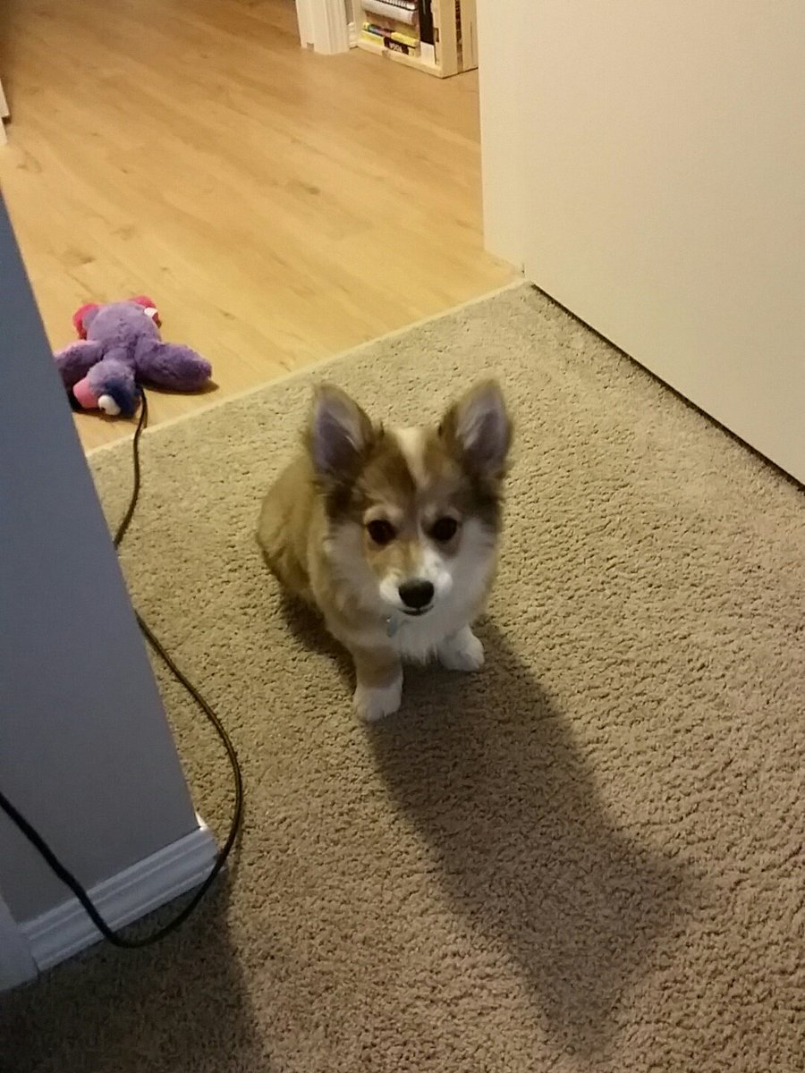 KiddGinger's tweet image. Cheer up @LadyDevann feel better with some puppy love