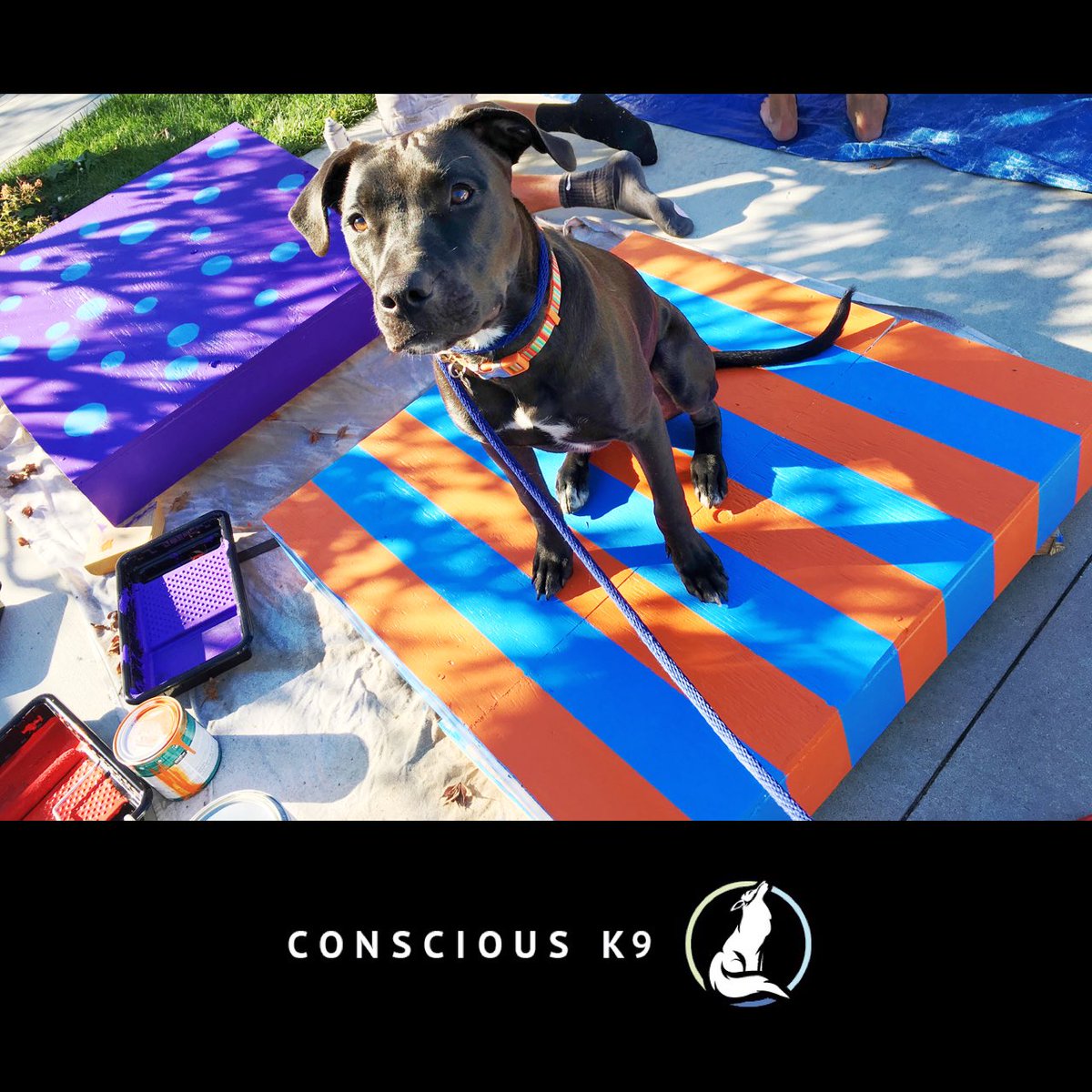 ConsciousK9's tweet photo. Don't miss https://t.co/ZWkkqxCsE4 National Pit Bull Awareness Day Event Oct 22 Huntington Beach Central Park. All breeds welcome https://t.co/aQlnNnR6x1