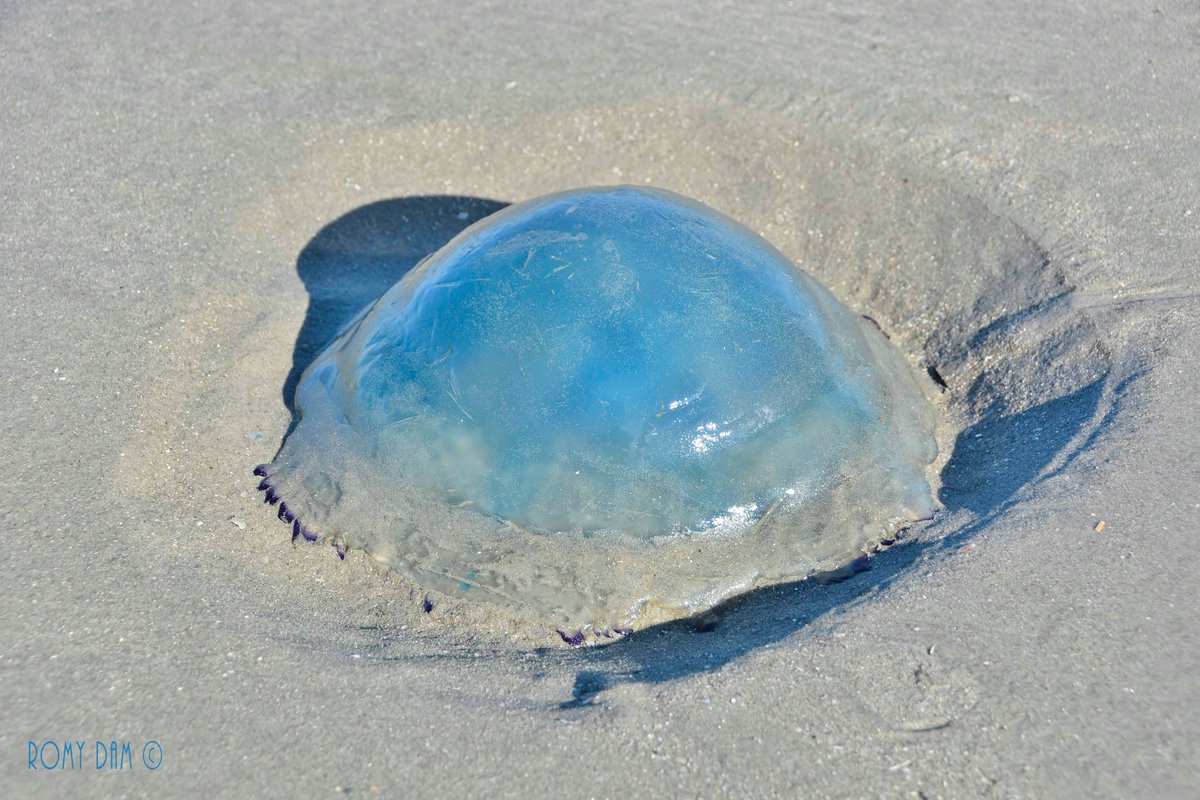 Schiermonnikoog <a href="/wadfotografen/">WADDENFOTO'S</a> ouderwetse kwal....