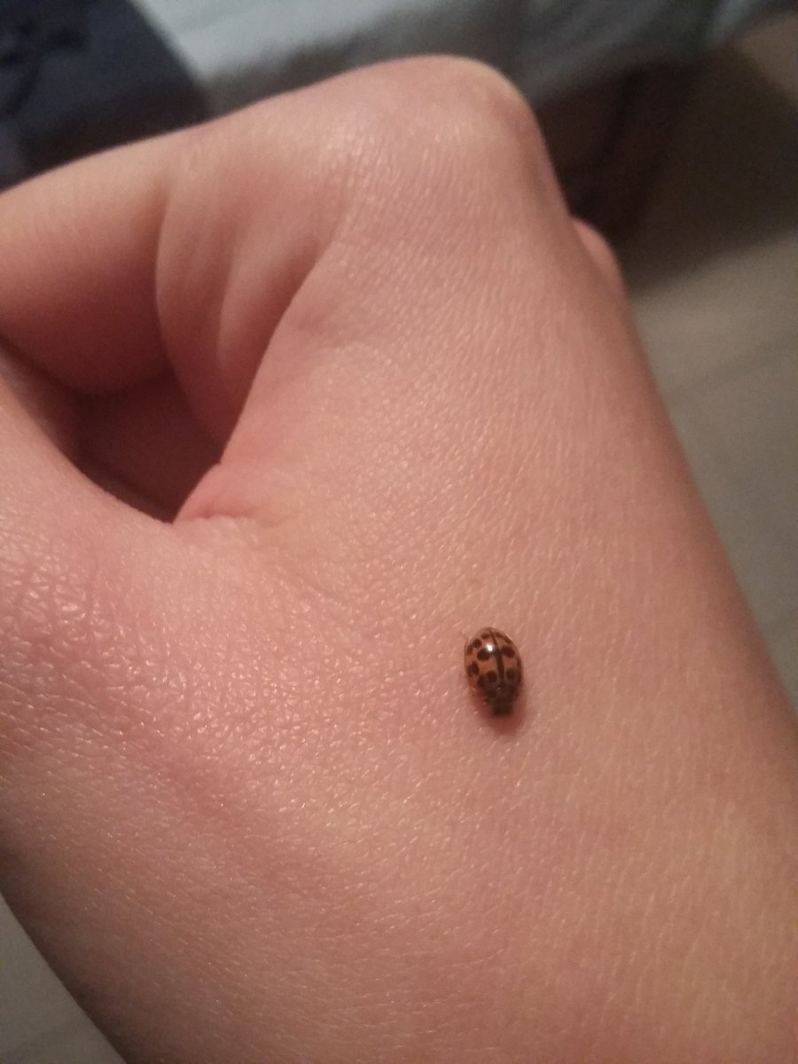EPagati's tweet photo. Will you bring me luck, baby? #coccinella #ladybug #bringluck 🐞 https://t.co/RMQOAKNnmo